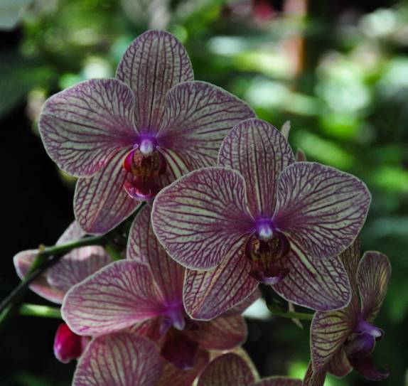Flores de todas as cores e formas no magnífico  Jardim Botânico de Hilo, em Big Island, no Hawaii